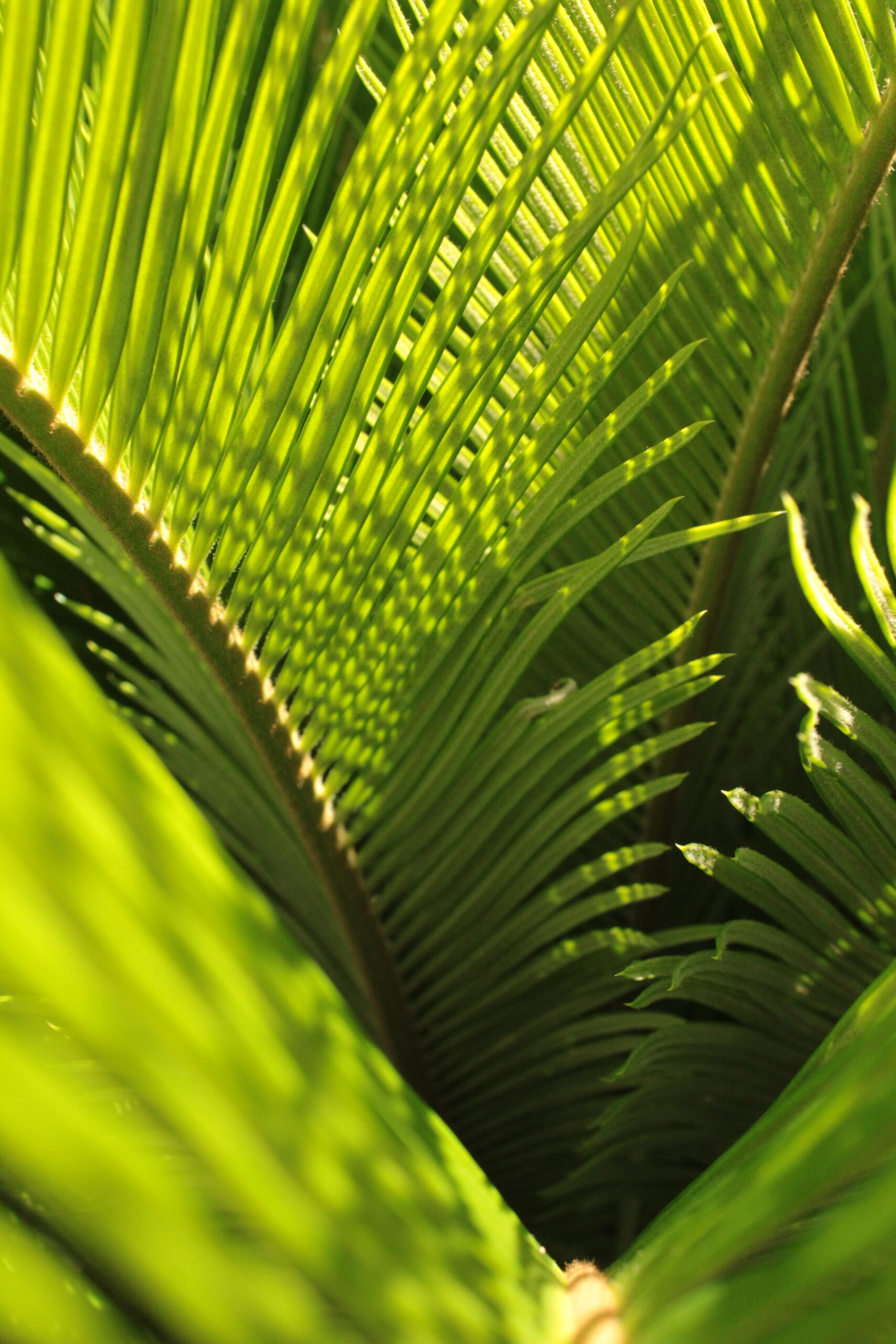 palm-sunday-mass-spiritus-christi-church