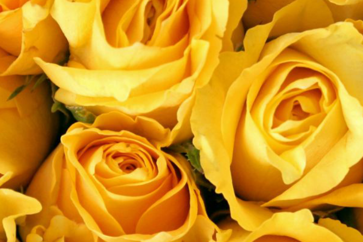 Yellow roses